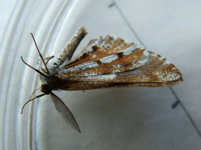 Bordered White